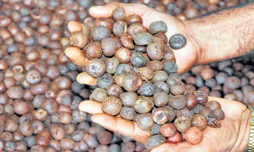 Moisture and Ash Content Not Tested Properly for Areca Nuts’ Raw or Roasted Classification: Madras HC Remands Matter to Customs Commissioner [Read Order]