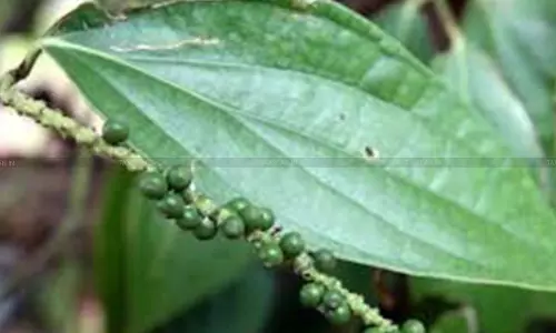 Trucks Used to Smuggle Vietnamese Pepper via Nepal Without Owner’s Knowledge: CESTAT Quashes Redemption Fine [Read Order]