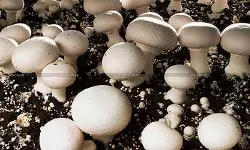 Button Mushroom Cultivation Under Controlled Conditions Not Exempt as Agricultural Income, Taxable as Business Income: Madras HC [Read Order]