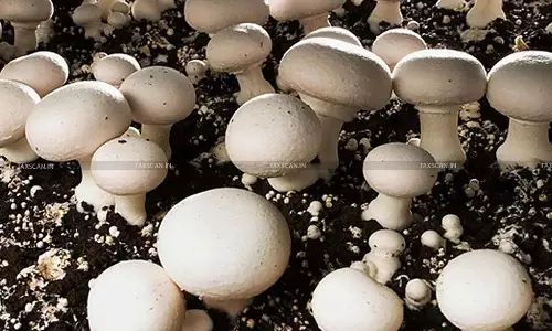 Button Mushroom Cultivation Under Controlled Conditions Not Exempt as Agricultural Income, Taxable as Business Income: Madras HC [Read Order]