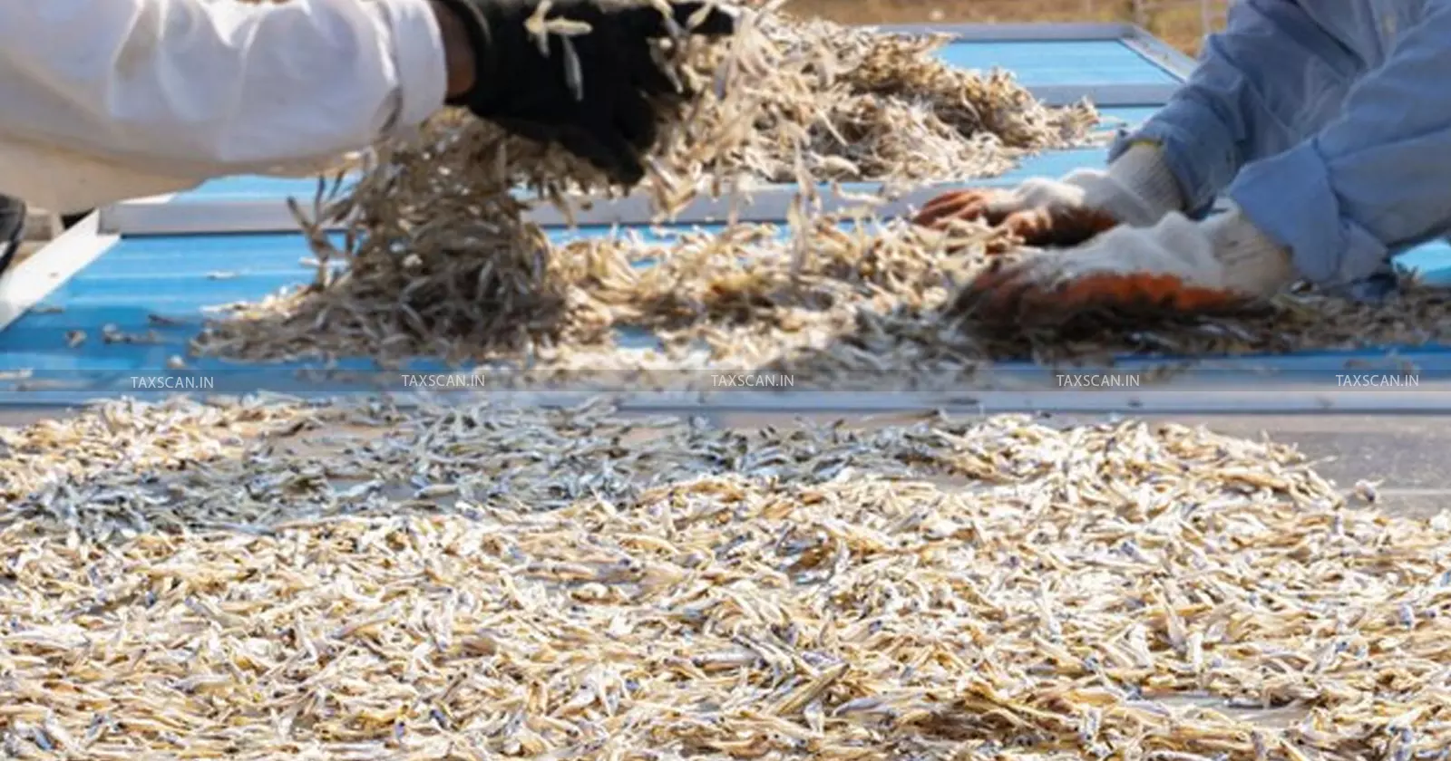 Relief to Importer in 27-Year-Old ‘Prawn Feed’ Relief to Importer in 27-Year-Old ‘Prawn Feed’