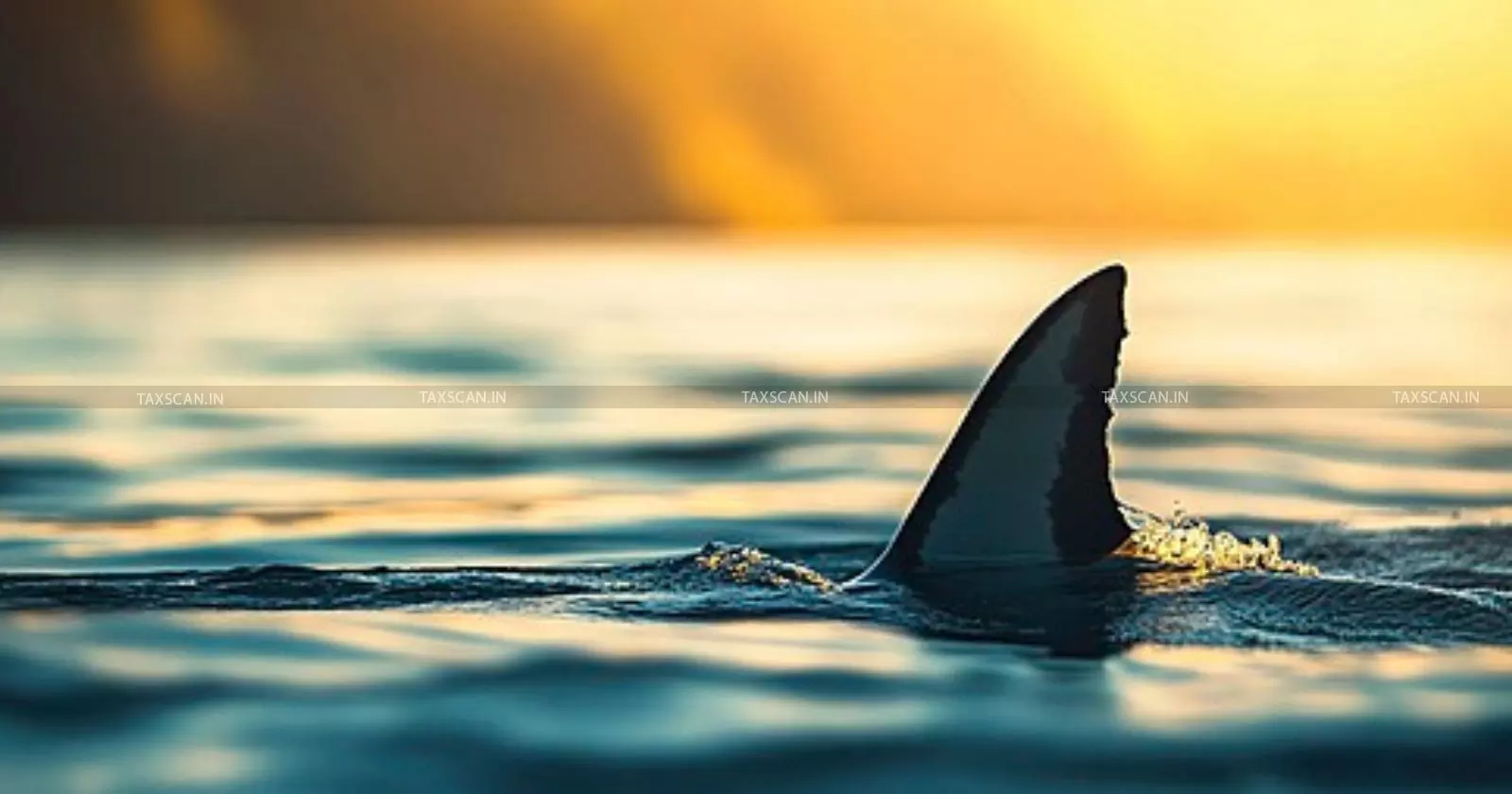 No Evidence of Export Attempt of Prohibited Shark Fins: CESTAT Quashes Confiscation and Penalty, Clarifies ‘Attempt to Export’ [Read Order]