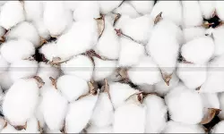 Govt Exempts Customs Duty and AIDC on Cotton Imports for a Limited Period [Read Notification]