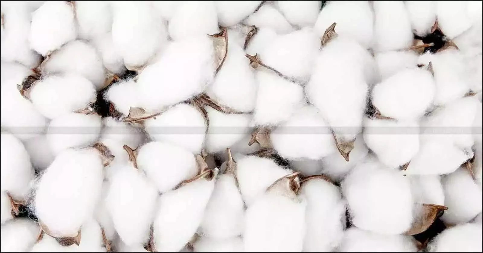 Cotton - import - duty - Taxscan Cotton - import - duty - Taxscan