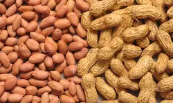 Groundnuts Heated for Storage/Transport Cannot Be Classified under ‘Groundnuts, Not Roasted or Cooked’: AAR [Read Order]