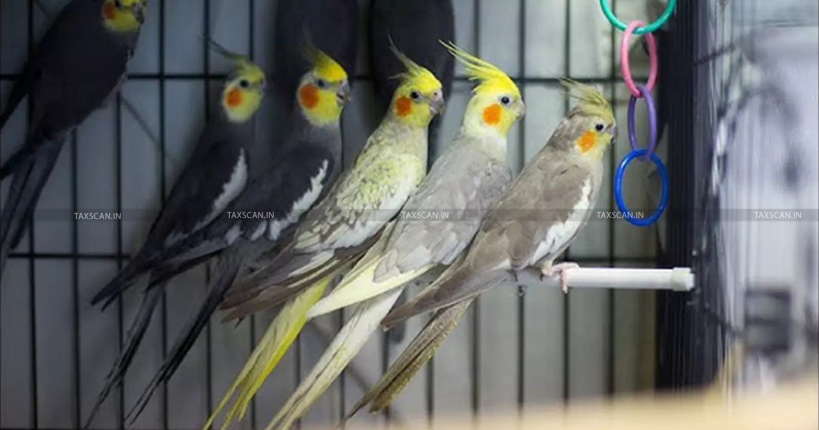 GST - bird - sales - taxscan GST - bird - sales - taxscan