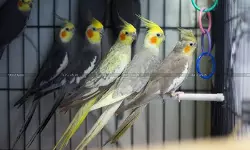 Commission on Selling arrangement for Promoting, Marketing and Selling of Birds and Handling Sale Administration Not Exempted from GST: AAR [Read Order]