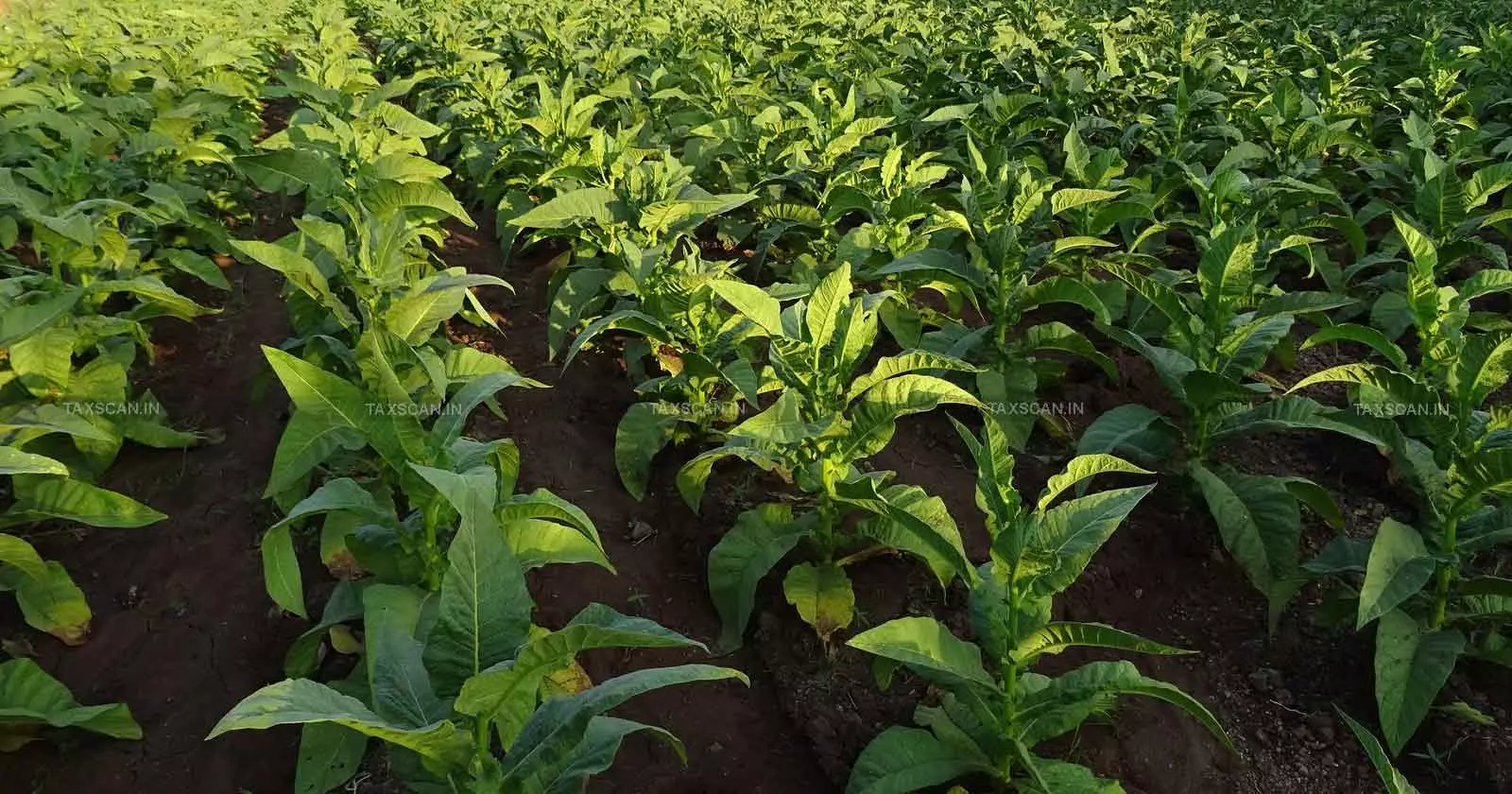 FCV Tobacco FCV Tobacco
