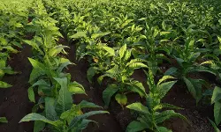 Centre Allows Sale of Excess and Unauthorised FCV Tobacco in Andhra Pradesh for 2024-25 Season [Read Notification]