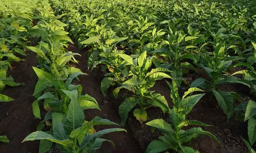 Centre Allows Sale of Excess and Unauthorised FCV Tobacco in Andhra Pradesh for 2024-25 Season [Read Notification]