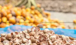 Conflicting Lab Reports of Classification of Roasted Areca Nuts: Madras HC Orders Provisional Release, Directs to  Execute Bond for Differential Duty [Read Order]