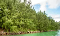 Cash Deposit of Rs. 8 Lakh from Sale of Casuarina Trees Treated as ‘Income from Other Sources’: ITAT Deletes Addition [Read Order]