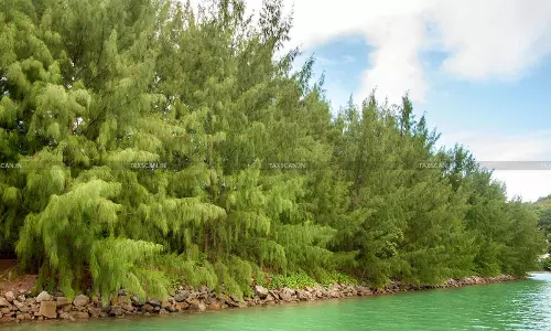 Cash Deposit of Rs. 8 Lakh from Sale of Casuarina Trees Treated as ‘Income from Other Sources’: ITAT Deletes Addition [Read Order]