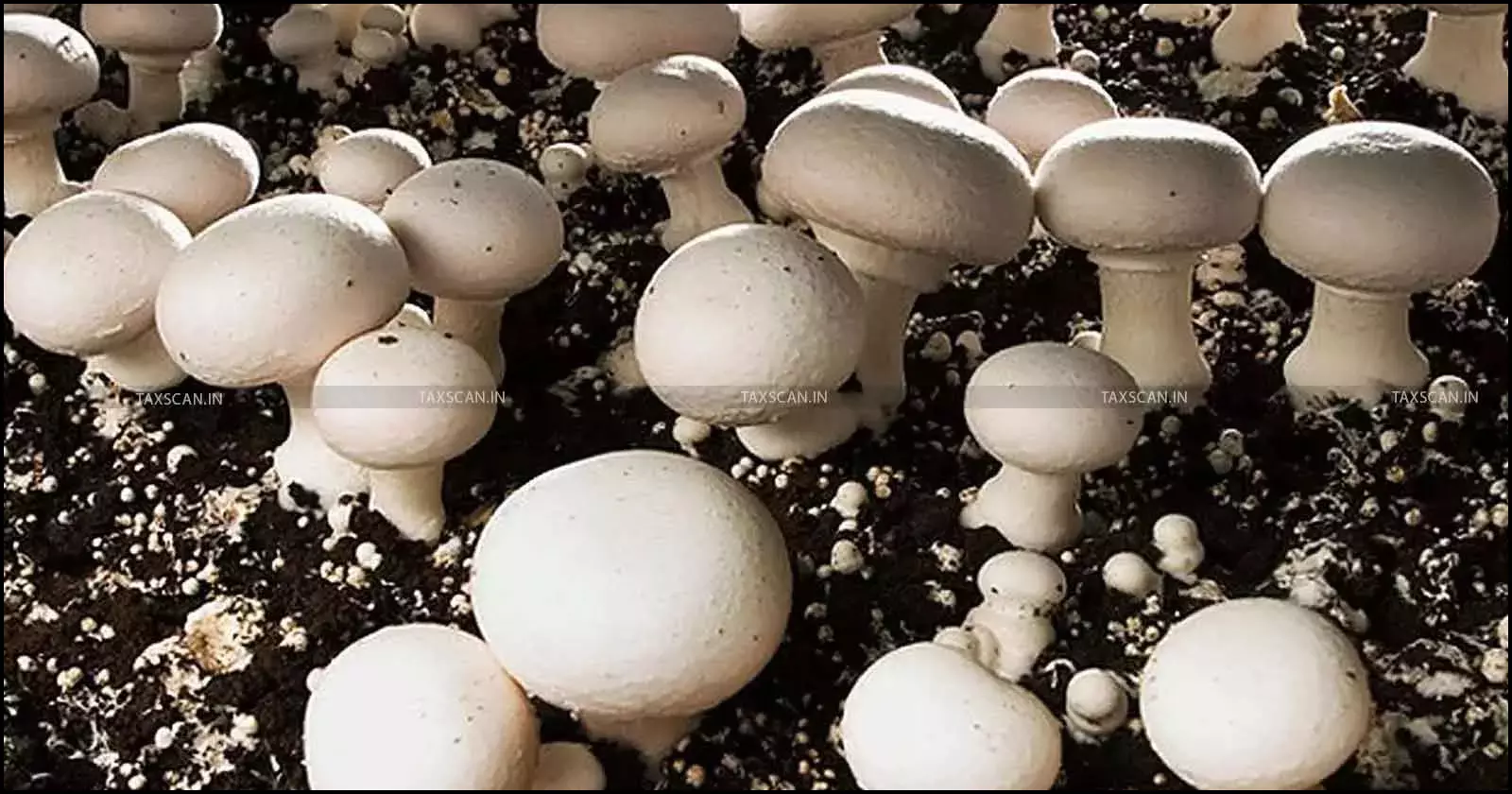 Challenge on nature of income, British Agro Product, Mushrooms