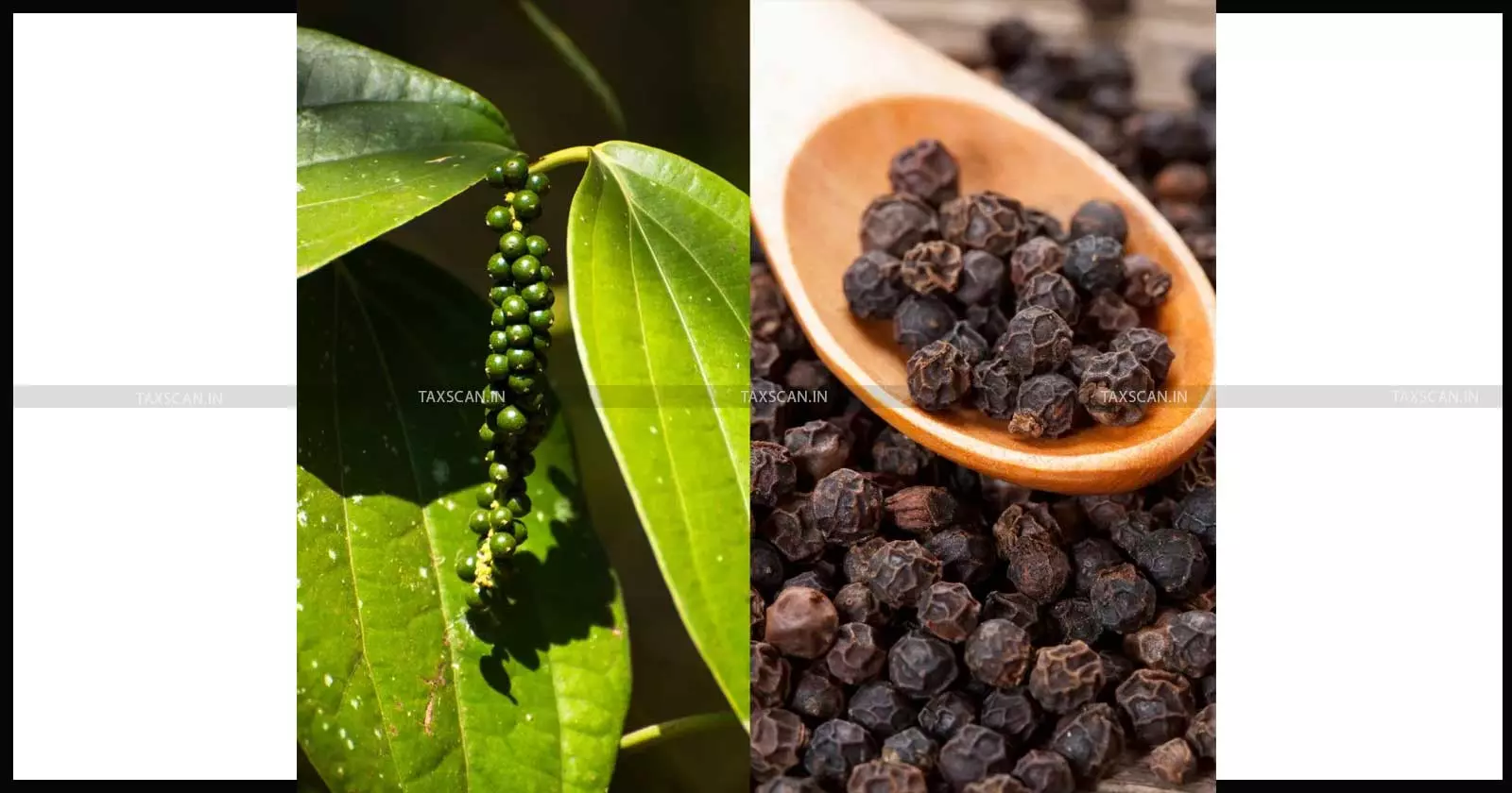 Confiscation of 22,120 Kgs of Smuggled Black Pepper Upheld: CESTAT Reduces Penalty under Customs Law [Read Order]