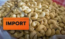 Bombay HC raps Customs for Resisting Re-Test, orders Fresh Sampling of Seized Cashew Imports [Read Order]