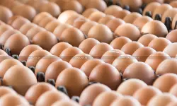 ITAT Orders Fresh Probe into ₹3.17 Crore Cash Deposits in Egg Trade [Read Order]
