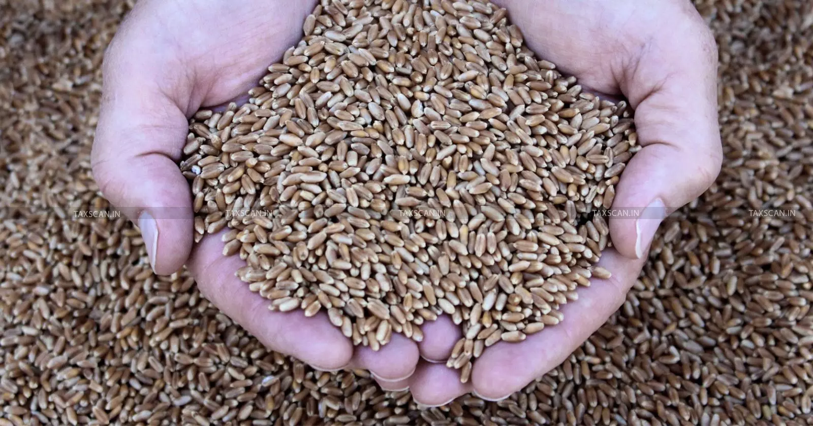 Wheat Seeds - Taxscan