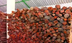 Delhi HC Rejects Customs’ Plea to Enhance Penalty in Red Sandalwood Export Case, Cites Limited Role of Freight Forwarder [Read Order]