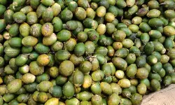 DGFT Tightens Import Norms, Sets Minimum Import Price for Areca Nuts DGFT Tightens Import Norms, Sets Minimum Import Price for Areca Nuts