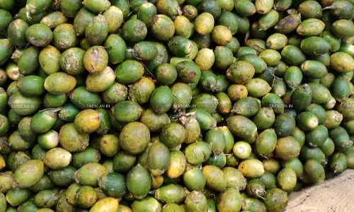 DGFT Tightens Import Norms, Sets Minimum Import Price for Areca Nuts DGFT Tightens Import Norms, Sets Minimum Import Price for Areca Nuts
