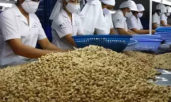 Status Quo Order Not Served: Orissa HC Upholds Banks SARFAESI Auction of Cashew Units Property [Read Order]