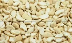 Misdeclaration of Broken Cashew Nut Pieces and Residues under Customs Act: Andhra Pradesh HC directs DRI to Expedite Decision considering perishable nature [Read Order]