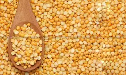CBIC Notifies Customs Duty and AIDC for Import of Yellow Peas [Read Notification]