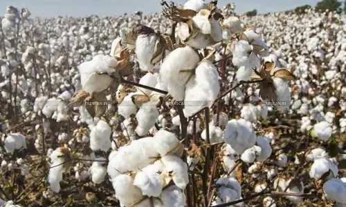 cotton filled khadi - taxscan