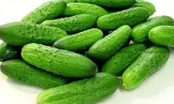 Excess Vinegar Consumption taxscan Excess Vinegar Consumption taxscan