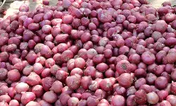 ITAT Estimates Agricultural Expenditure at ₹22.37 Lakhs on Onion Sale, Rejects 35% of CIT(A)s Estimation [Read Order]