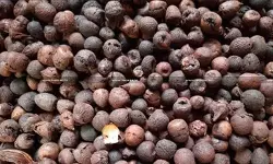 betel nuts smuggling - taxscan