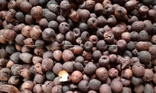 No Independent Evidence of Betel Nuts Smuggling: CESTAT Rules ARDF Report Unreliable; Sets Aside Confiscation and Customs Penalties [Read Order]