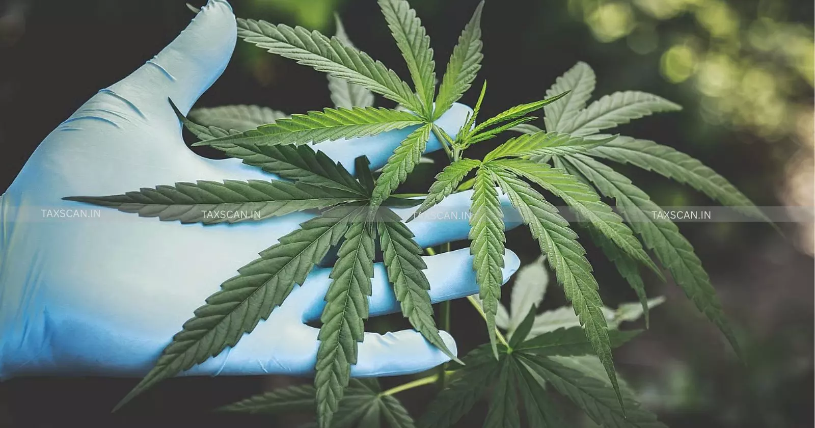 ganja ndps - taxscan ganja ndps - taxscan