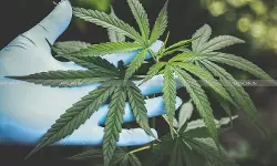 ganja ndps - taxscan