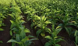 No Consignment Note, No GTA Tax: CESTAT Sets Aside Service Tax Demands on Indian Tobacco Traders [Read Order]