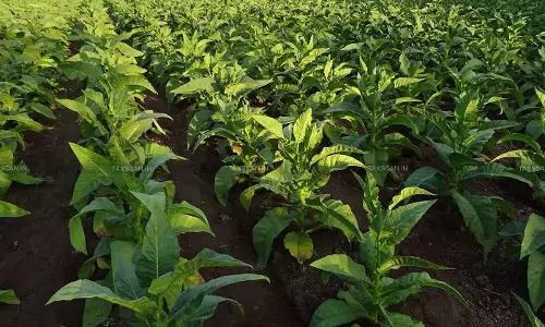 No Consignment Note, No GTA Tax: CESTAT Sets Aside Service Tax Demands on Indian Tobacco Traders [Read Order]