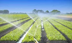 Storage of Paddy is Agricultural Produce, Rent Not Taxable under GST: AAR Confirms ‘Nil’ GST Rate [Read Order]