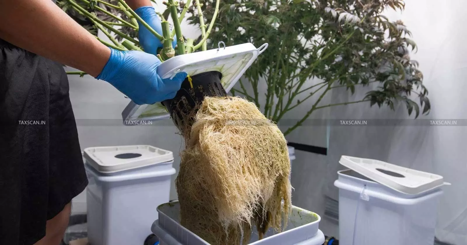 Rajasthan HC - Accused - Hydroponic - Weed Holds - NDPS Act - Customs Act - Airport Seizures - taxscan