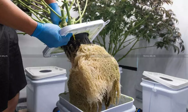 Rajasthan HC - Accused - Hydroponic - Weed Holds - NDPS Act - Customs Act - Airport Seizures - taxscan Rajasthan HC - Accused - Hydroponic - Weed Holds - NDPS Act - Customs Act - Airport Seizures - taxscan