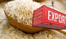 LoC Condition under Notification Inapplicable to Non‑LoC Exporters: Chhattisgarh HC Orders Refund of ₹2.01 Cr Customs Duty on Parboiled Rice Exports [Read Order]