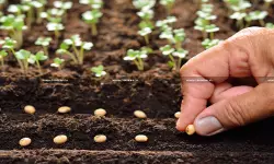 Chilly Seeds for Sowing Classified Under CTH 1209, Not CTH 0904: CESTAT Rules Chemical-Treated Seeds Not Classifiable as Spices [Read Order]