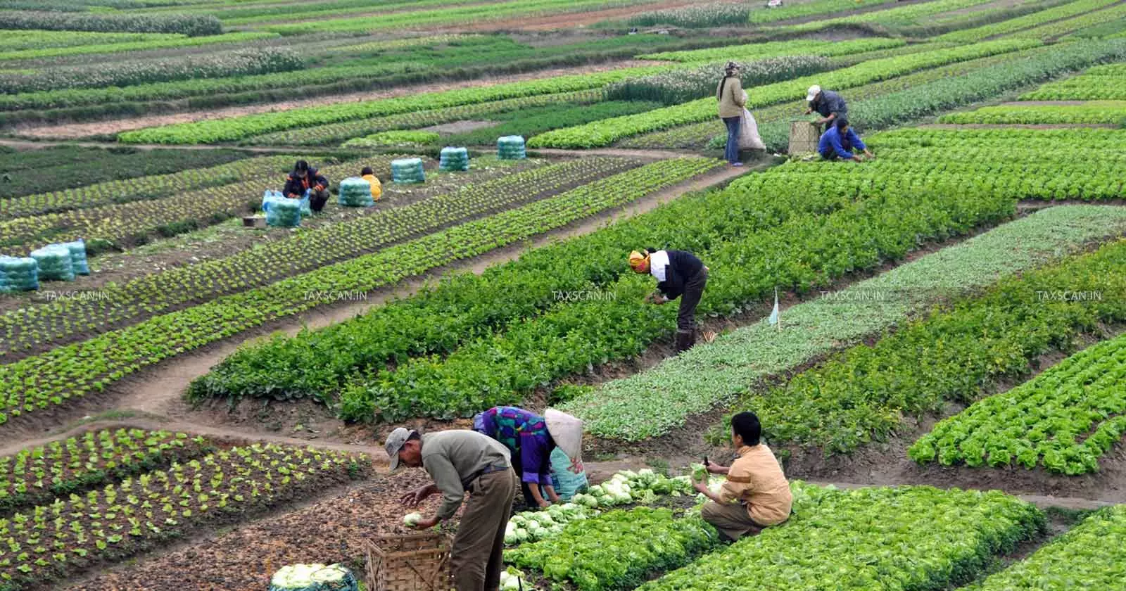 GST Exemptions in Agriculture: How to Document the Claim to Survive Scrutiny