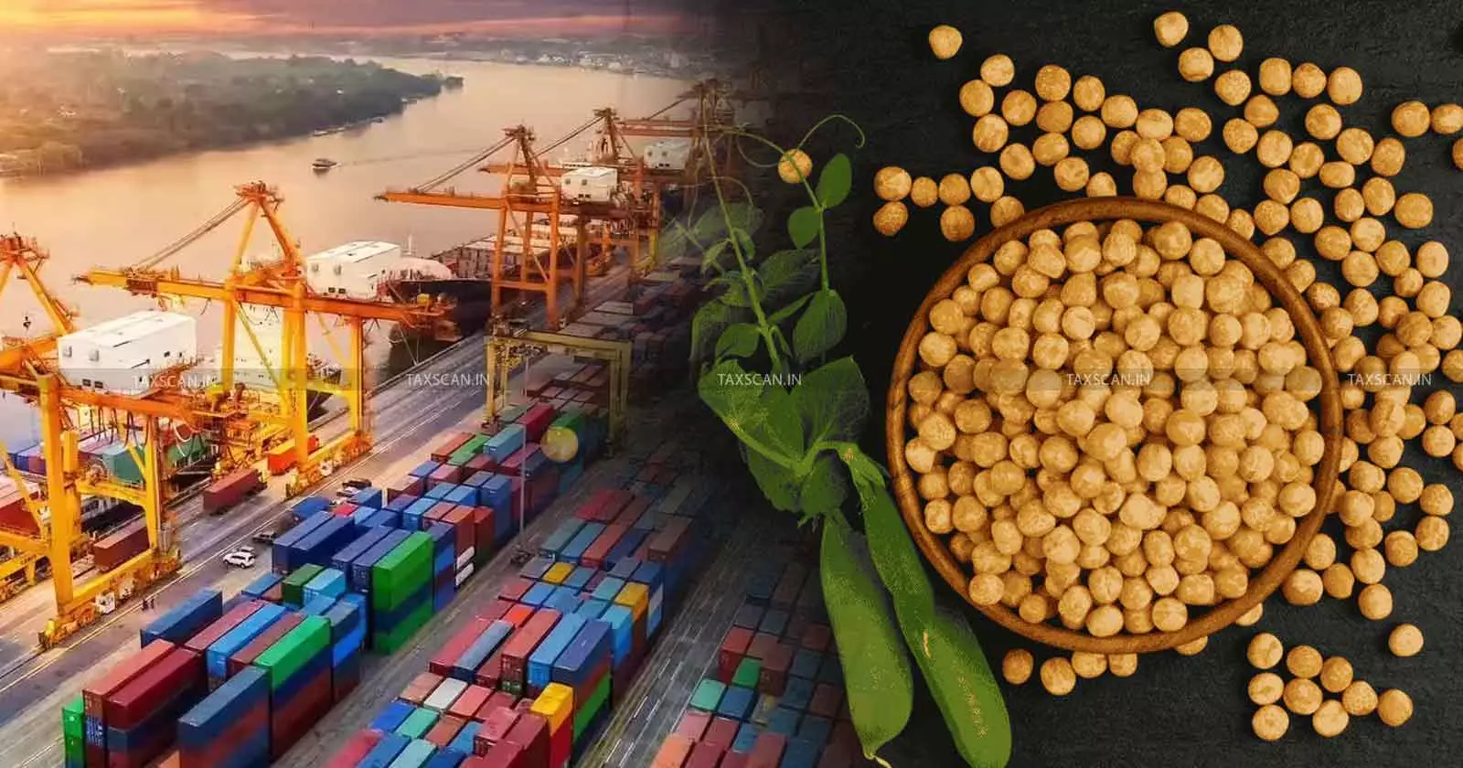 DGFT Extends Duty-Free Yellow Peas Import Policy till 2027 [Read Notification]