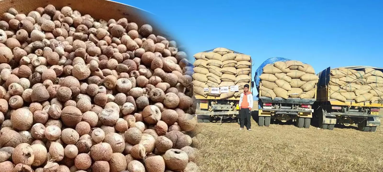 Gauhati HC Upholds Seizure of Areca Nuts Due to Absence of Documents